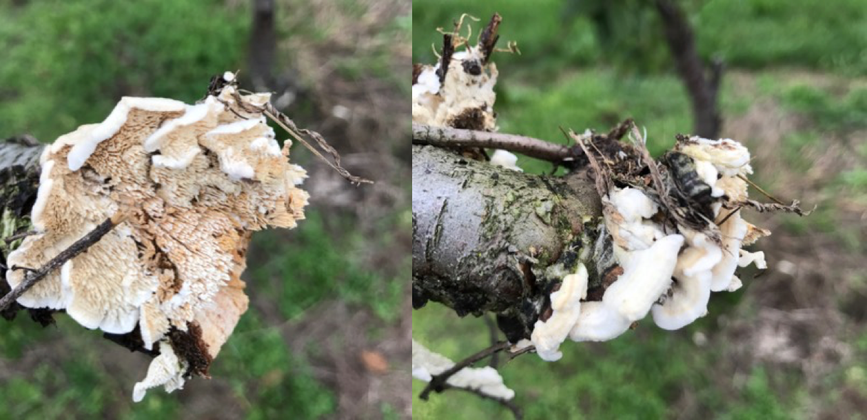 Trametes Hirsuta Figure 2